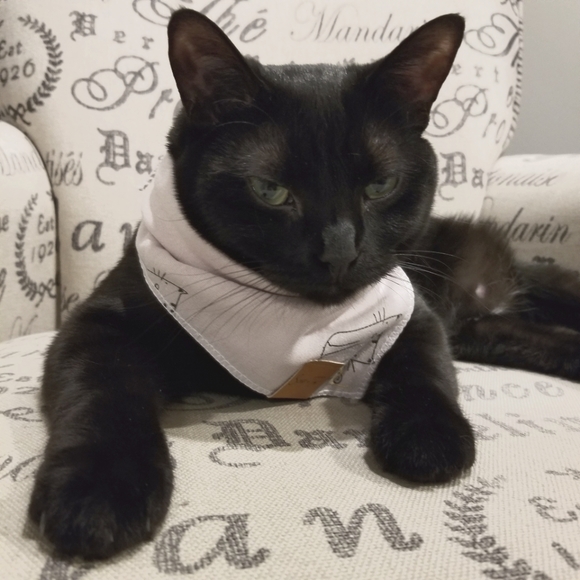 NEW Scarf+Tail Friendly-feline Dreamy Tones Scarf w/Snap Closure - Picture 5 of 6